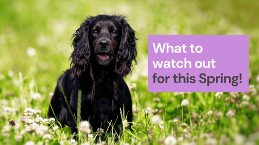 Pet Hazards of Glorious Spring Time!