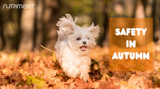 It's time to prepare for Autumn!
