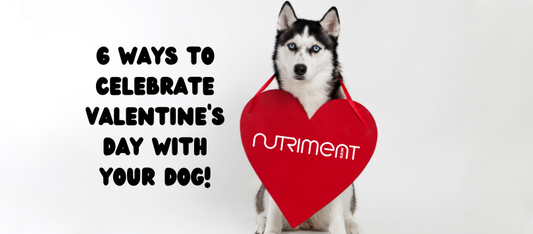 dog wearing a heart