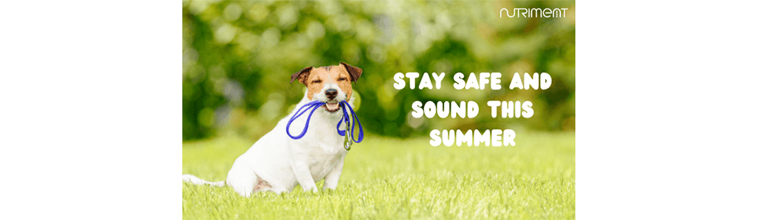 dog sitting holding lead in mouth