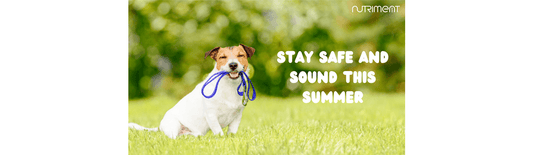 dog sitting holding lead in mouth
