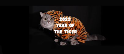 Cat in a Tiger outfit