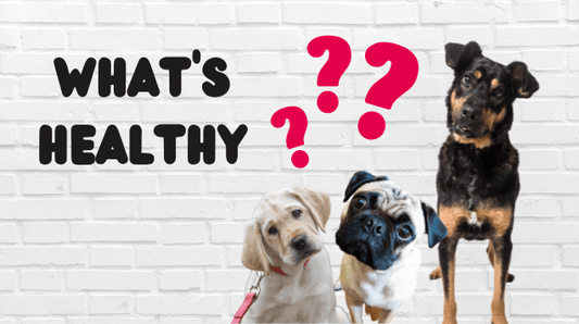 dogs confused with question marks over their heads