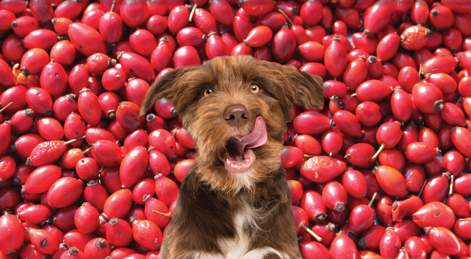 Foring Dogs 3 Autumn Freebies – foraging for you and your dog! – Nutriment