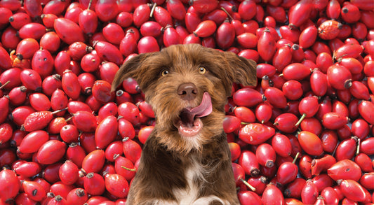 dog infront of berrys