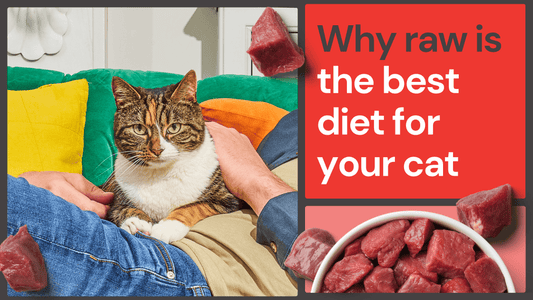 Why raw is the best diet for your cat