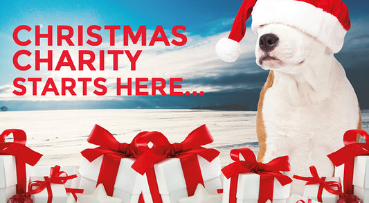 dog in Santa had, surrounded by presents 