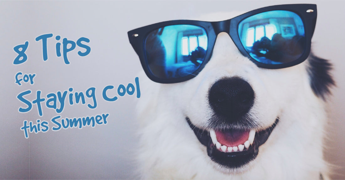 happy dog with sun glasses