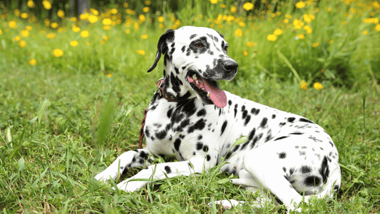Can dogs and cats get sunburnt? What owners need to know
