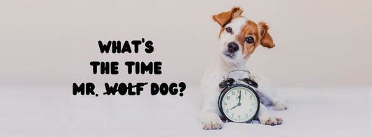 dog with clock infront of him
