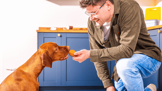 A day in the life of a dog dad