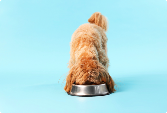 Pet Obesity Awareness Day: Could What’s in Your Dog’s Bowl Help Keep Them Lean?