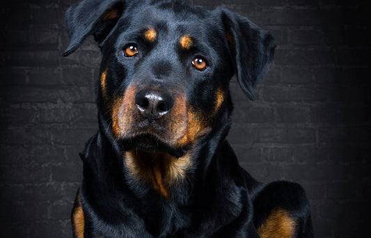 dog with shiney coat