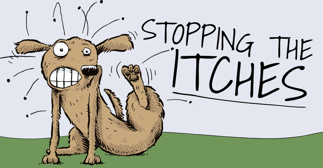 dog itching itself, with flees flying off