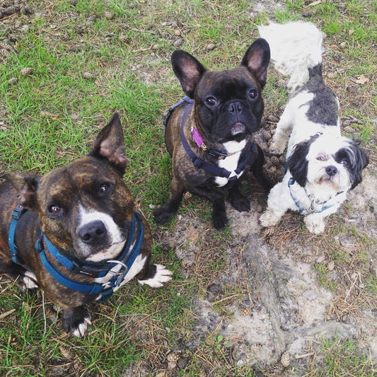 group of three cute dogs