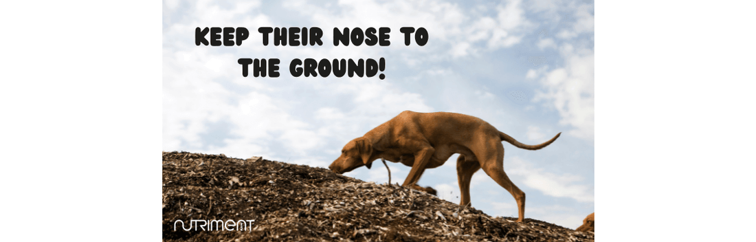 Keep their nose to the ground sniffing dog