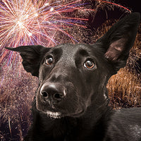 dog infront of fireworks