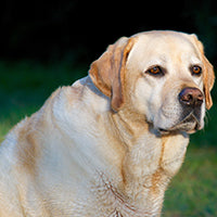 obese dog