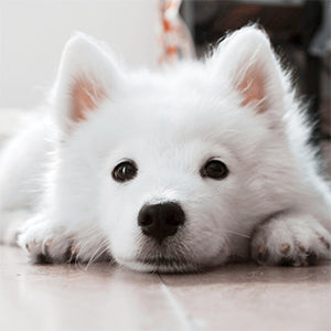 puppy laying down looking into camera