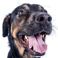 happy dog