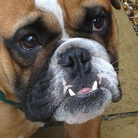 dog aloofly to the side