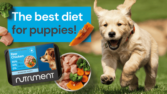 The best diet for puppies!