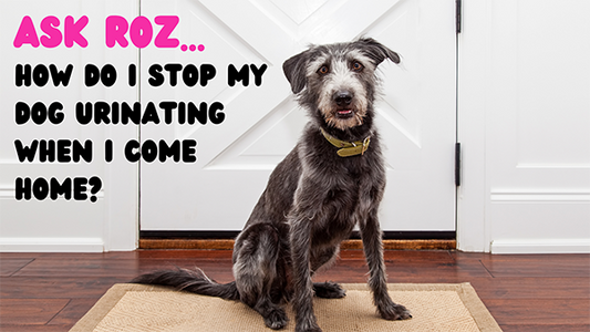 dog sitting In front of door