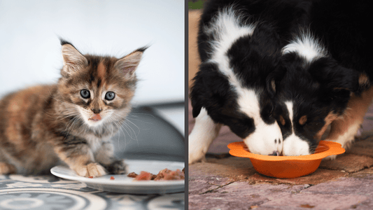 Why first meals matter: Raw nutrition and puppy and kitten gut health