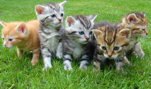 group of kittens