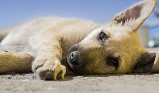 laying down puppy