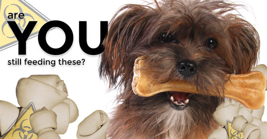 dog with chew treat in its mouth