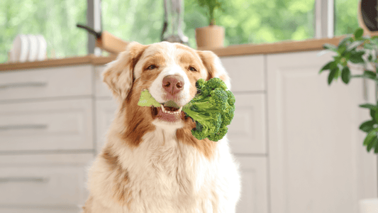 Superfoods in Your Pet's Bowl: The Nutritional Science Behind Our Recipes