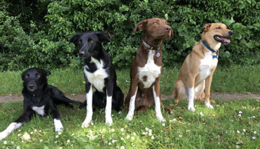 four dogs sitting still