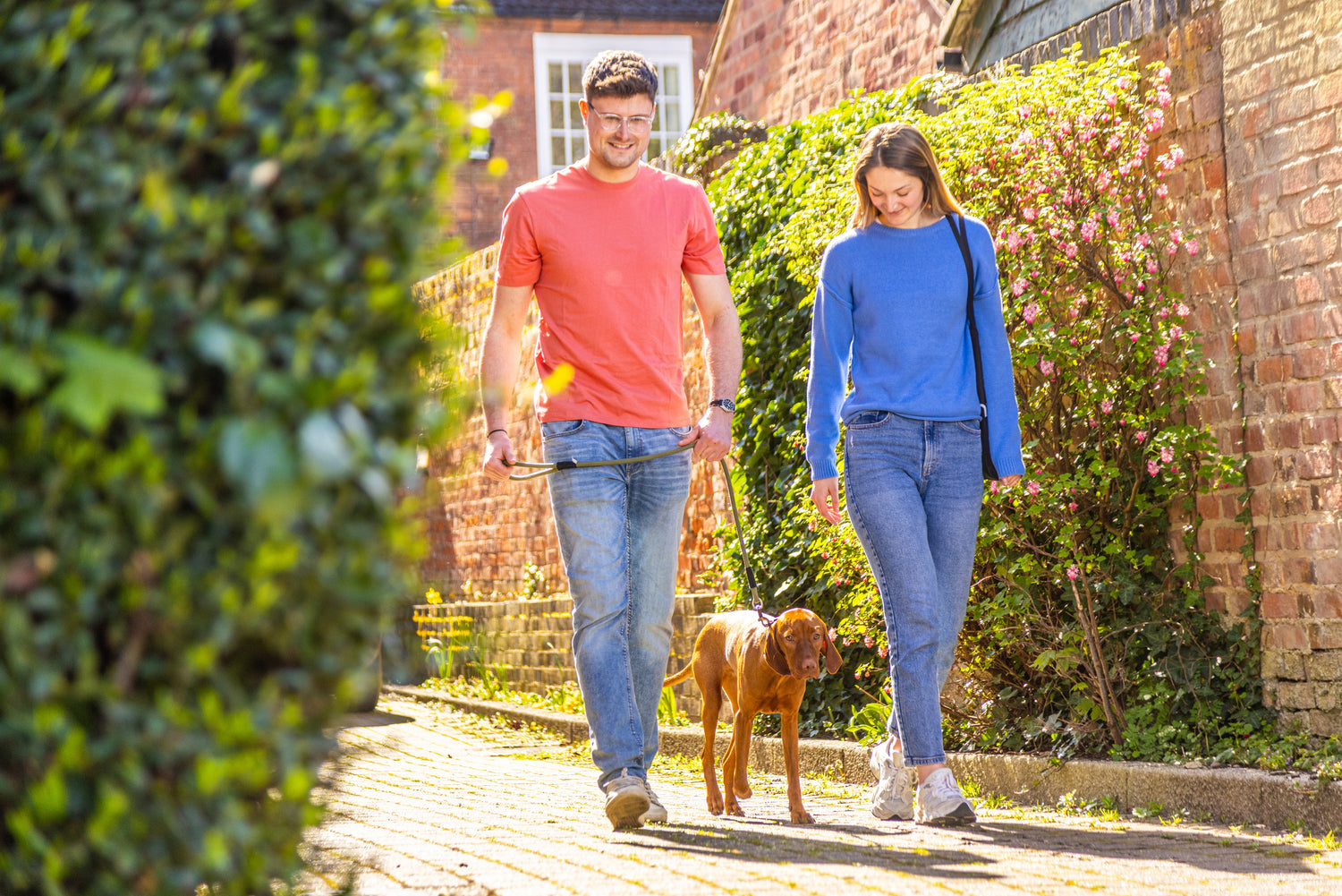 A man and woman walk a brown dog along a sunny, leafy path beside a brick wall.