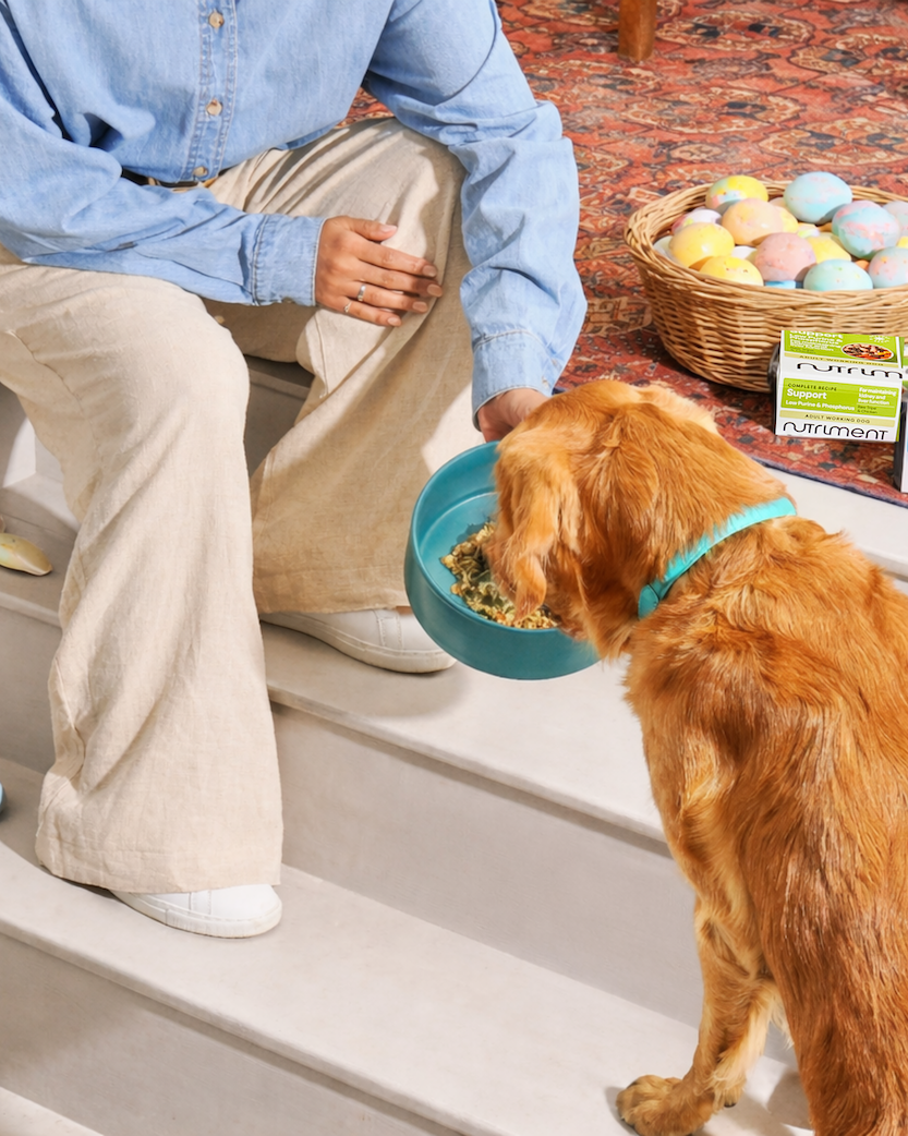 A person feeds a golden retriever from a blue bowl on stairs, with a basket of toys and dog food nearby.