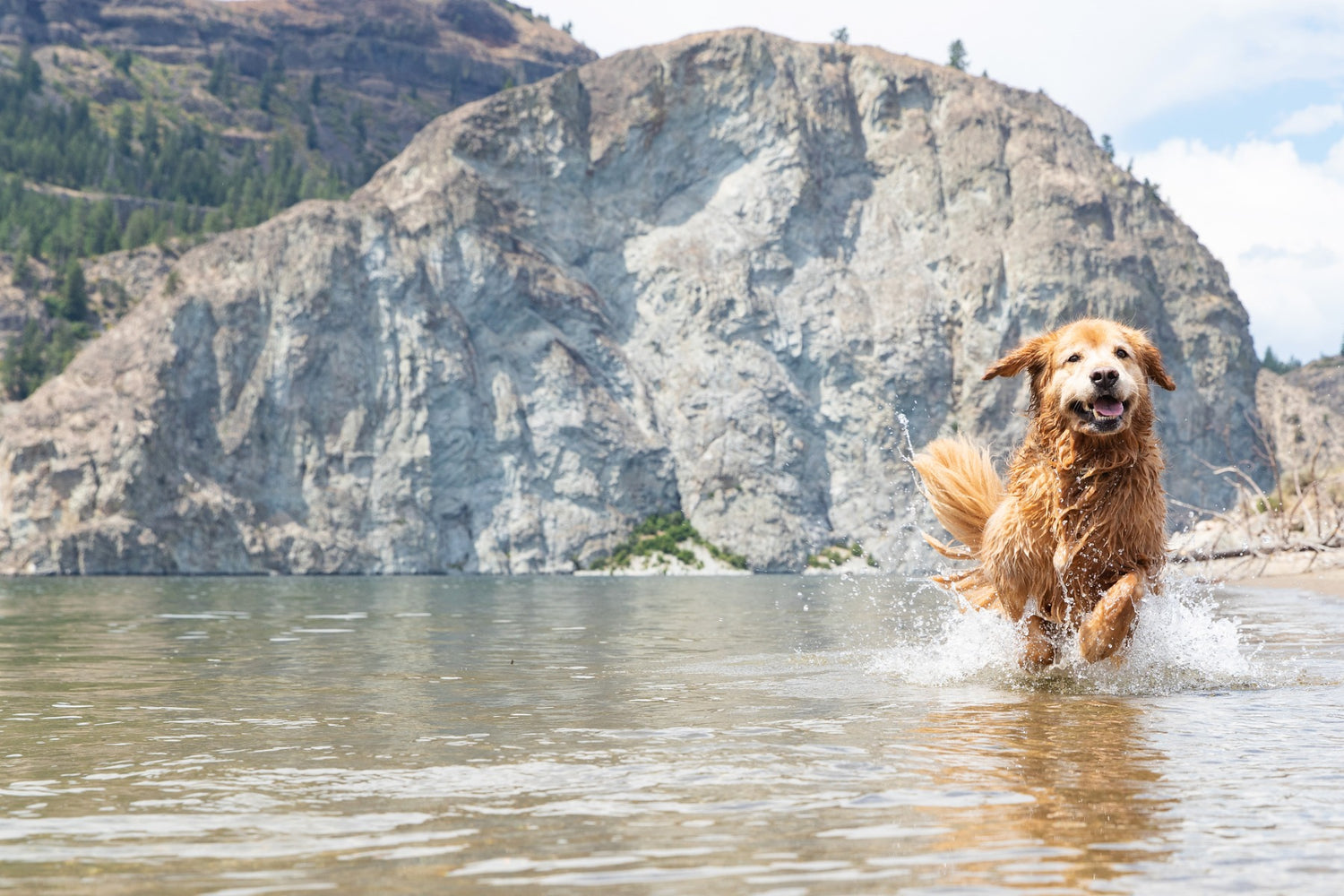 Dog walking on water mountains