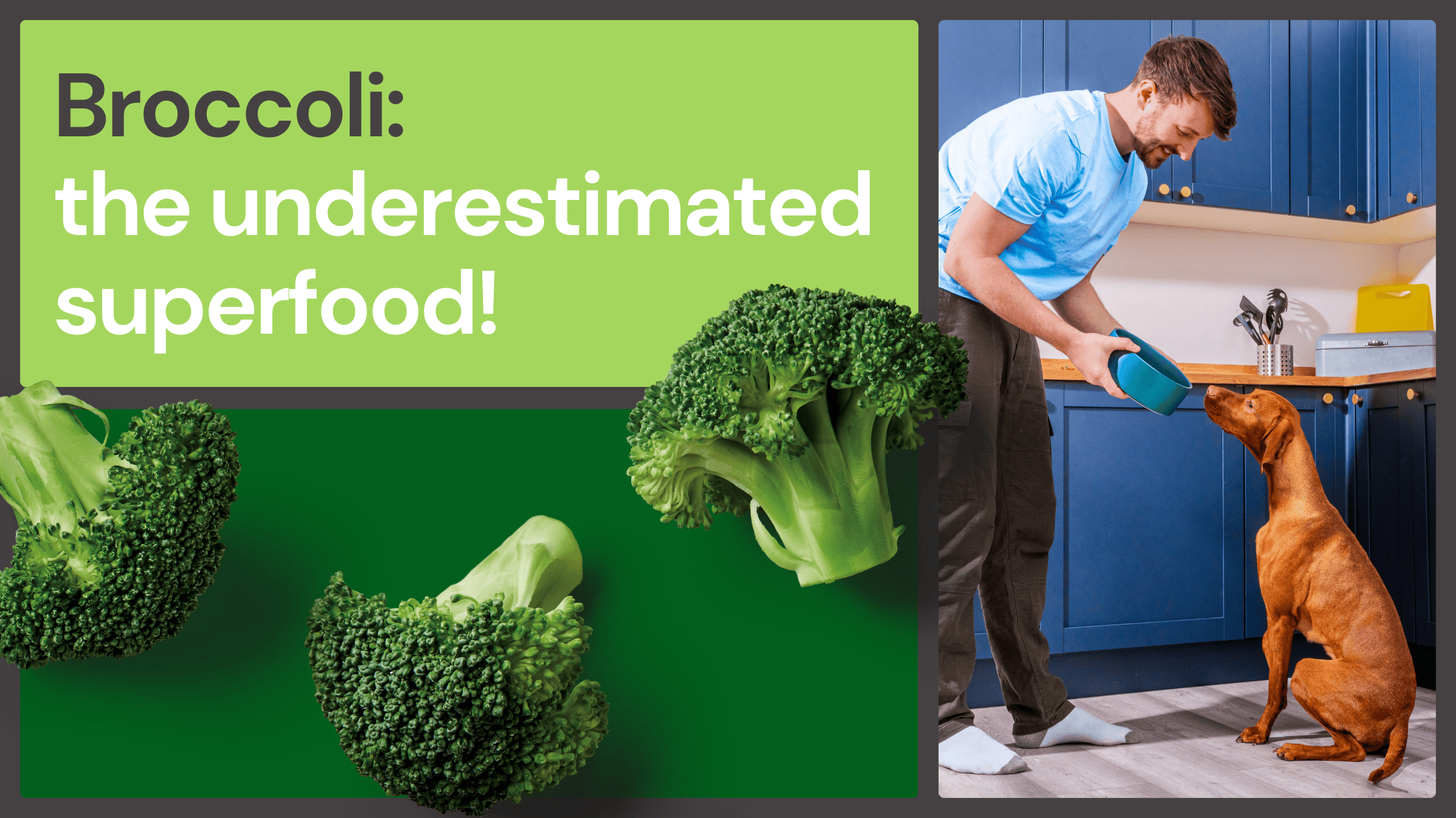 Broccoli graphics and text beside a man pouring food for his dog in a modern kitchen.