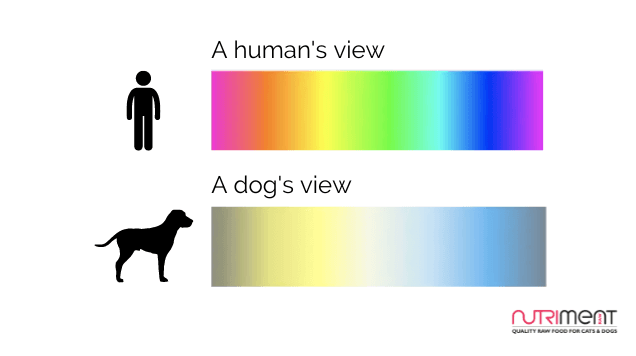 Comparison of human and dog color vision; humans see full spectrum, dogs see limited colors.