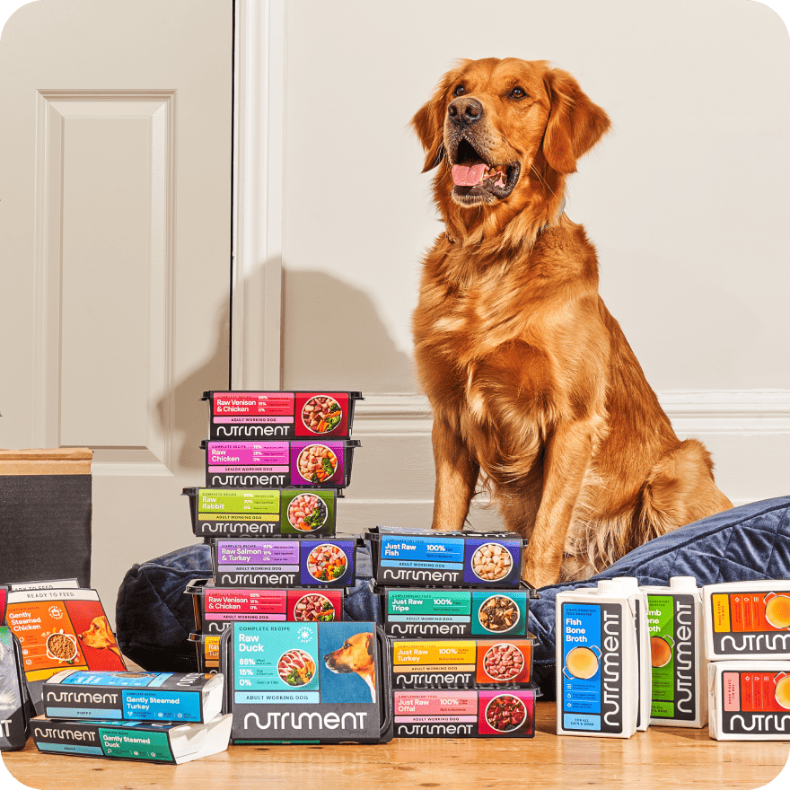 A golden retriever sits behind stacks of colorful nutriment pet food boxes on a wooden floor.