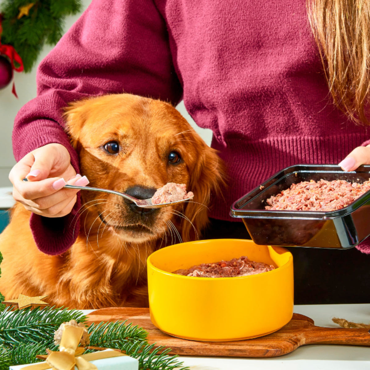 A person in a maroon sweater feeds a golden retriever Raw Venison & Turkey 500g from a spoon near a yellow bowl.