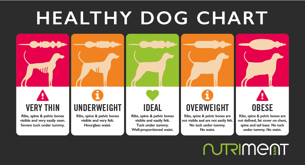 Chart illustrating dog body conditions from very thin to obese, with silhouette comparisons and descriptions.