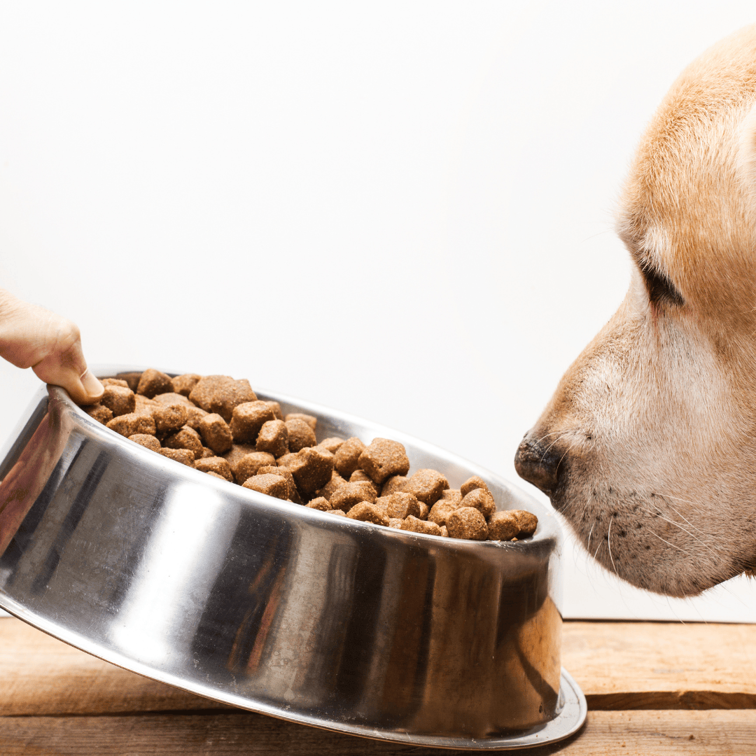 A dog sniffs a bowl of dry kibble being offered by a person on a wooden surface.