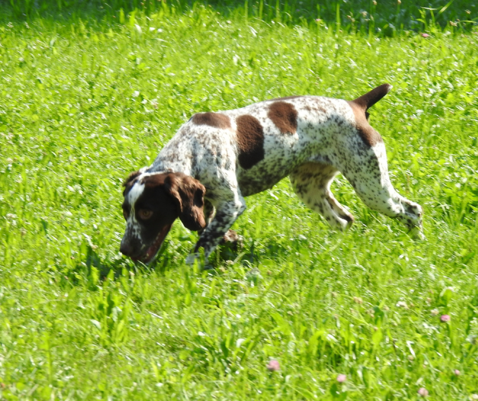 Dog_searching