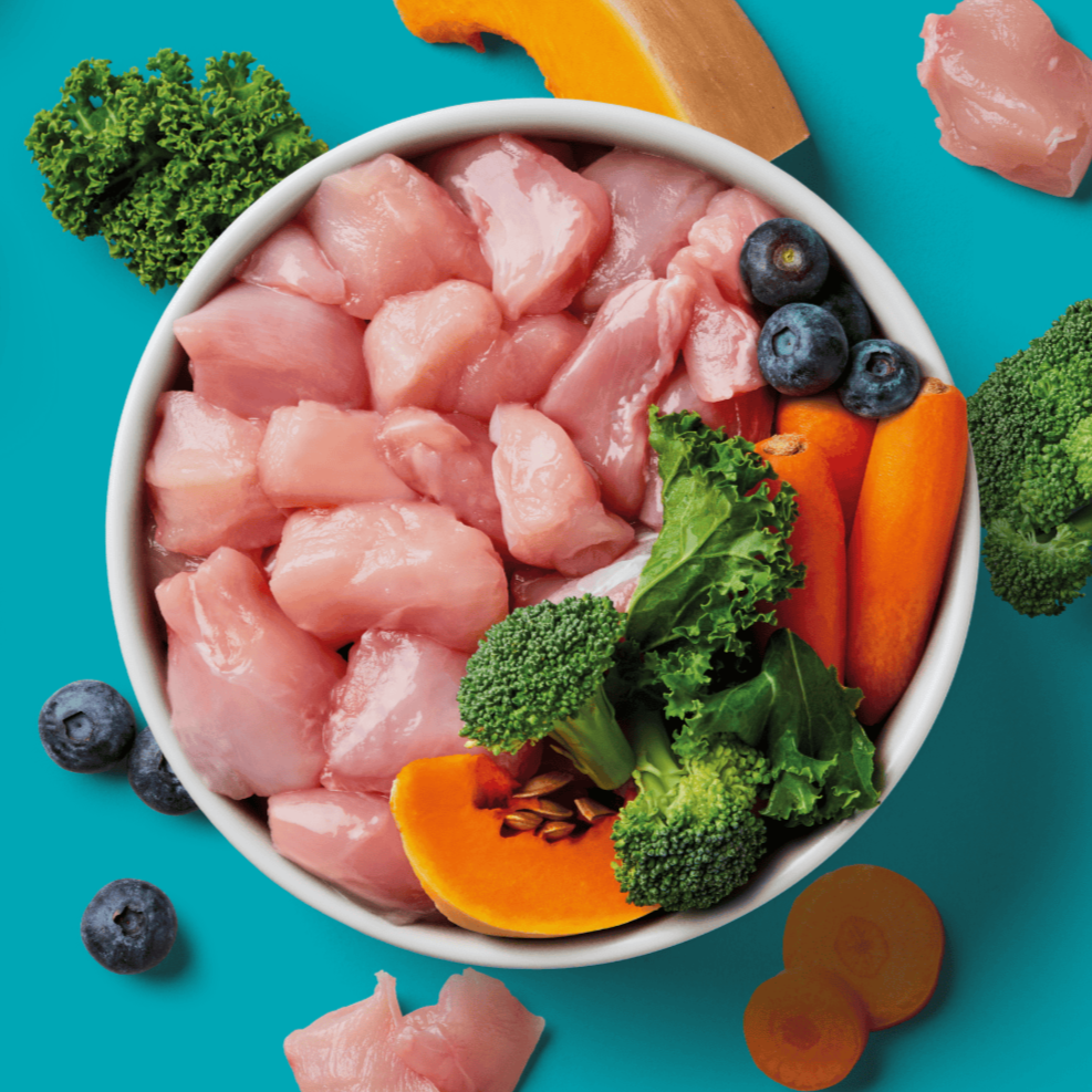 A bowl of raw chicken chunks with broccoli, kale, carrots, pumpkin, and blueberries on a blue background.