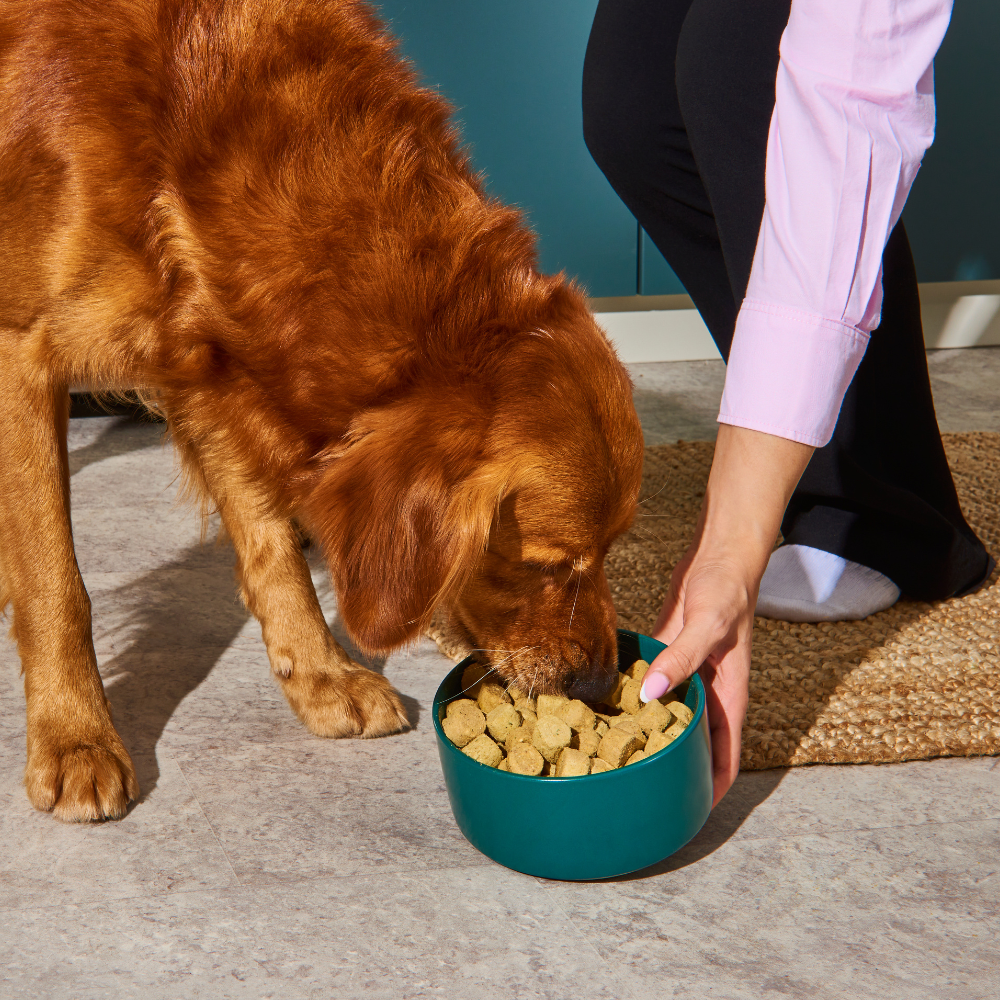 A brown dog eats Freeze Dried Food - Chicken 225g from a green bowl held by someone in pink and black clothes.