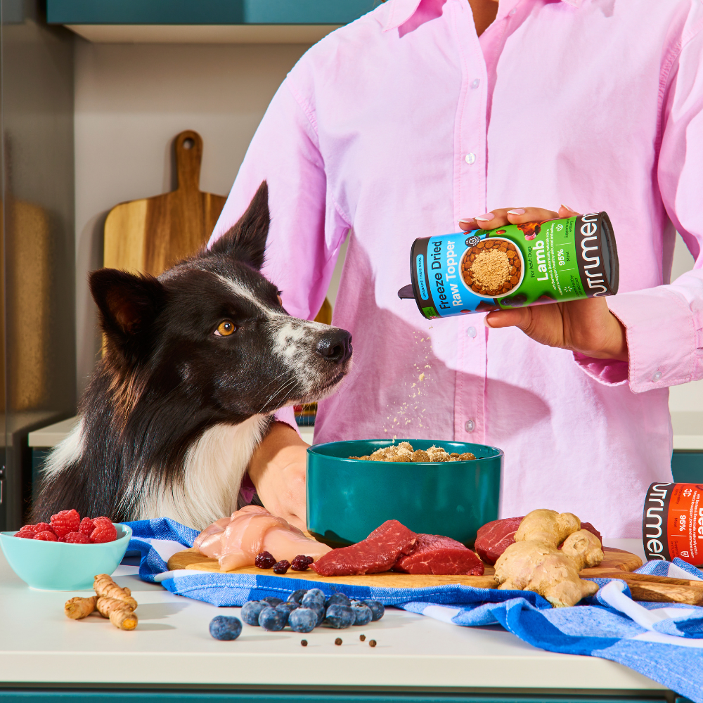 Someone adds Freeze Dried Topper - Chicken 50g to pet food as their dog watches.