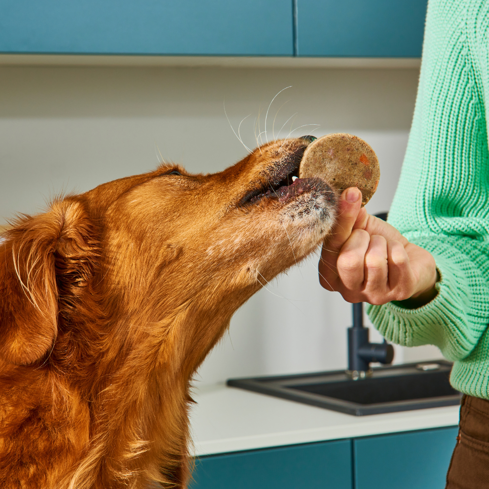 A brown dog enjoys Fresh Medallions - Beef 800g from a person in a light green sweater in the kitchen.