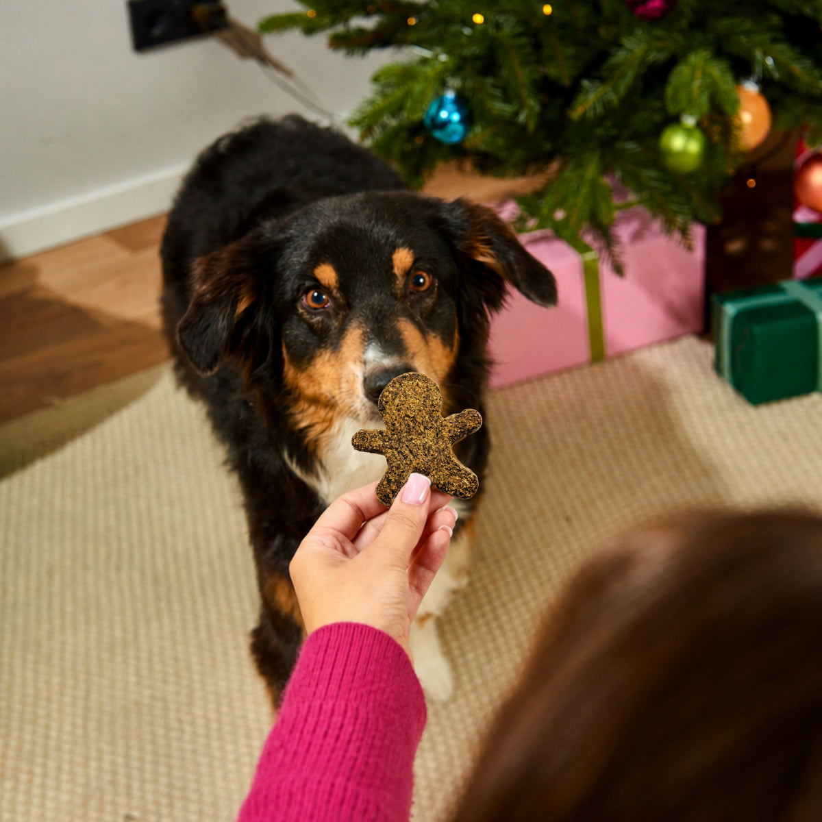 A hand holds a grain-free, gingerbread-shaped Gourmet Gingerbread Men 5pcs dog treat toward a dog by a Christmas tree.