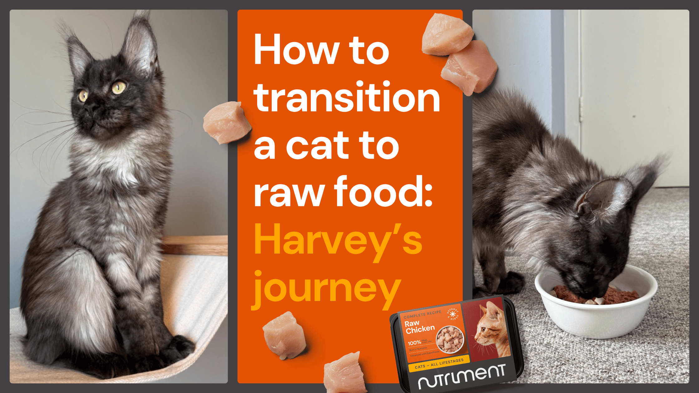 A black cat beside text about transitioning to raw food, eating from a bowl, and a tray of cat food.
