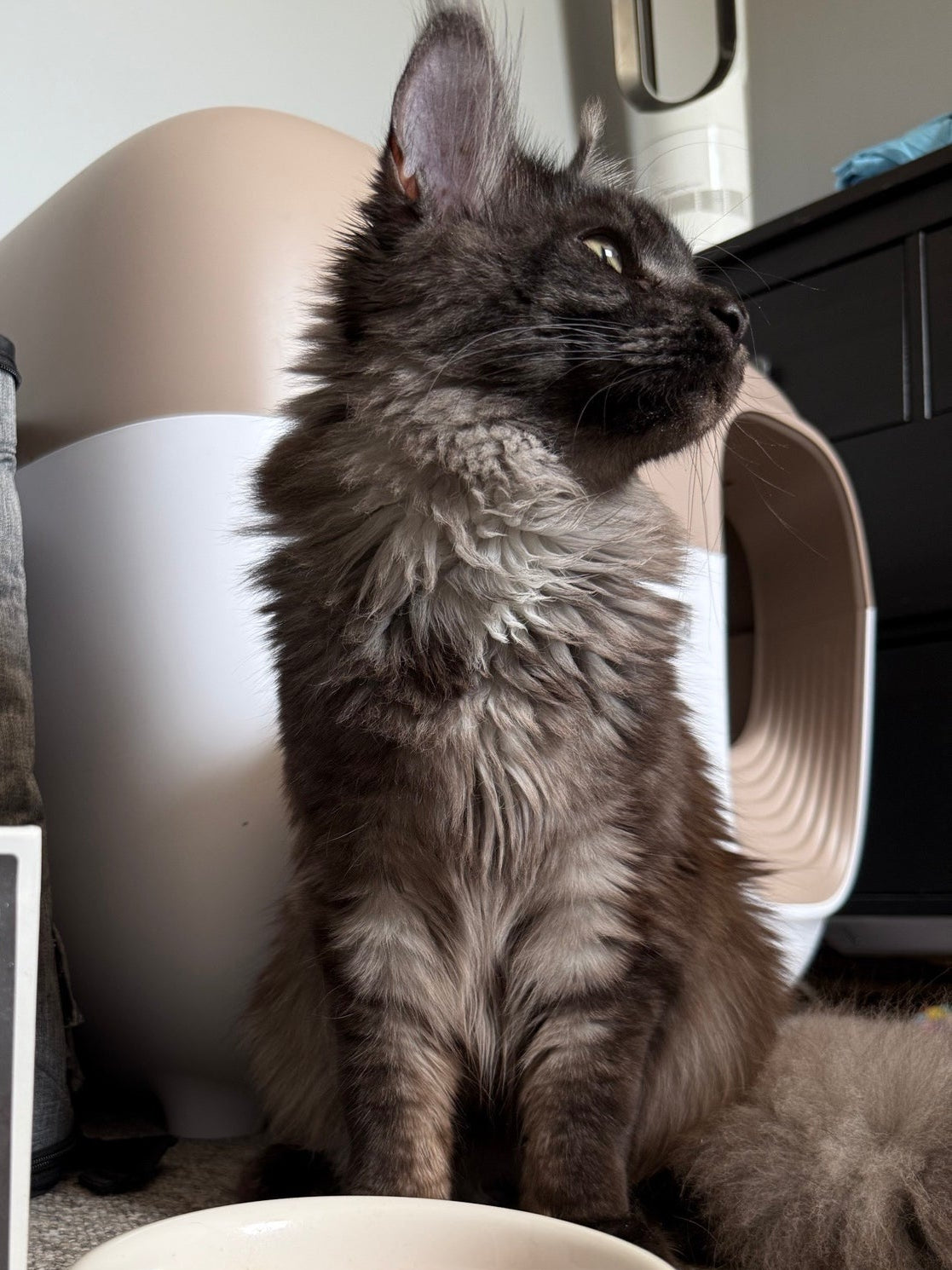 Long-haired gray cat sitting and looking to the right, with a litter box and household items in the background.